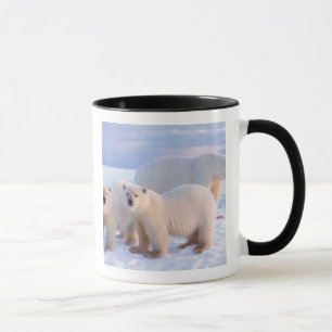 Caneca Ursa polar com filhotes no gelo da banquisa, coste
