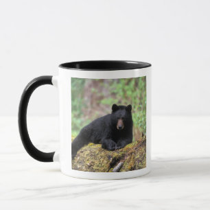 Caneca Urso negro em um antigo tronco de crescimento no