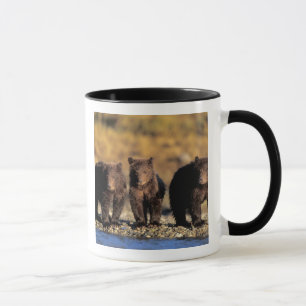 Caneca Urso pardo, urso marrom, filhotes, Katmai National