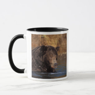Caneca urso pardo, Ursus arctos, urso cinzento, Ursus 5