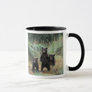 Caneca urso pardo, Ursus arctos, urso cinzento, Ursus 7