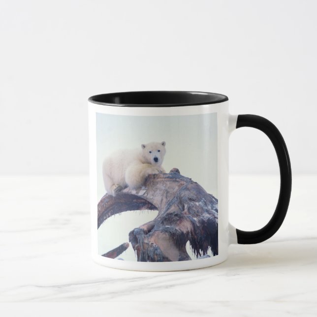 Caneca Urso polar em cima de um osso da mandíbula de uma  (Direita)