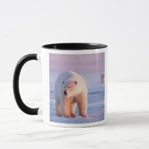 Caneca urso polar, Ursus maritimus
