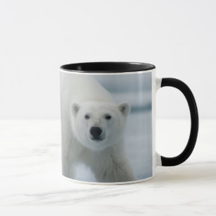 Caneca Urso Polar, Ursus Maritimus, Adulto