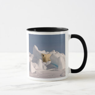 Caneca urso polar, Ursus maritimus, em gelo áspero
