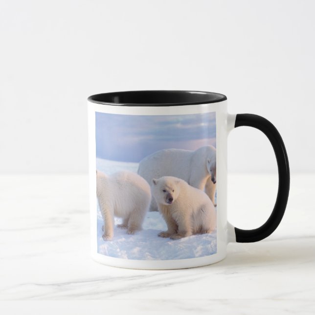 Caneca Ursoaica com filhotes no gelo costeiro (Direita)