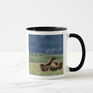 Caneca Ursos-pardos em brincadeira, Ursus arctos, Alasca