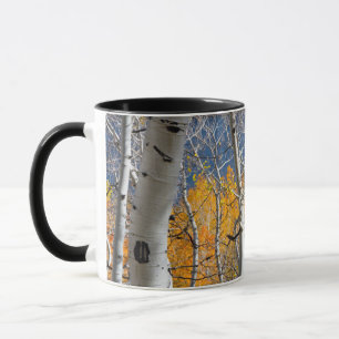 Caneca Utah, EUA. Árvores Aspen (Populus Tremuloides)