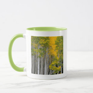 Caneca Utah. EUA. Árvores Aspen (Populus Tremuloides)