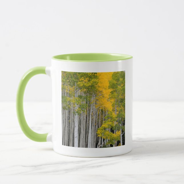 Caneca Utah. EUA. Árvores Aspen (Populus Tremuloides) (Esquerda)