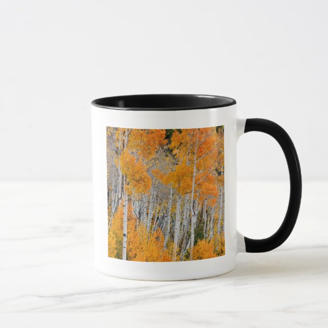 Caneca Utah, EUA. Árvores de Aspen (Populus Tremuloides)  (Direita)