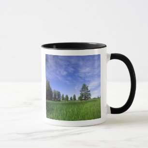 Caneca UTAH. EUA. Pinheiros Ponderosa Pinus ponderosa) &