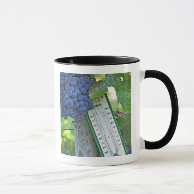 Caneca Uvas Merlot no Chateau la Grave Figeac, um (Direita)