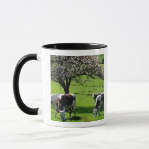 Caneca Vaca entre árvores de maçã de florescência em