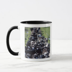 Caneca Vacas de leiteria de Fresian, esperando a ordenha,