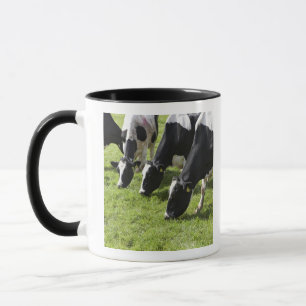 Caneca Vacas de leiteria que pastam no pasto