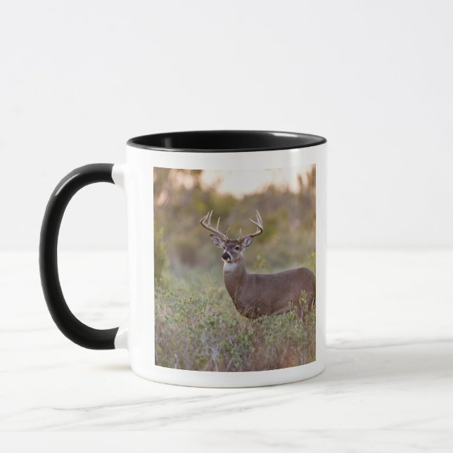 Caneca veado-de-cauda-branca (Odocoileus virginianus) mac (Esquerda)