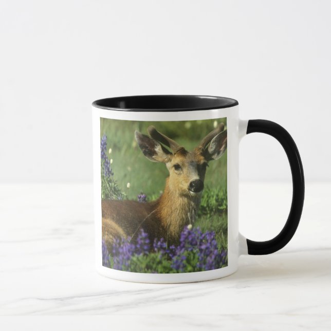 Caneca Veado-de-cauda-preta, Odocoileus hemionus (Direita)