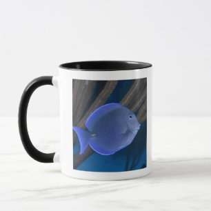 Caneca Vida subaquática: Coeruleus do Acanthurus com mar