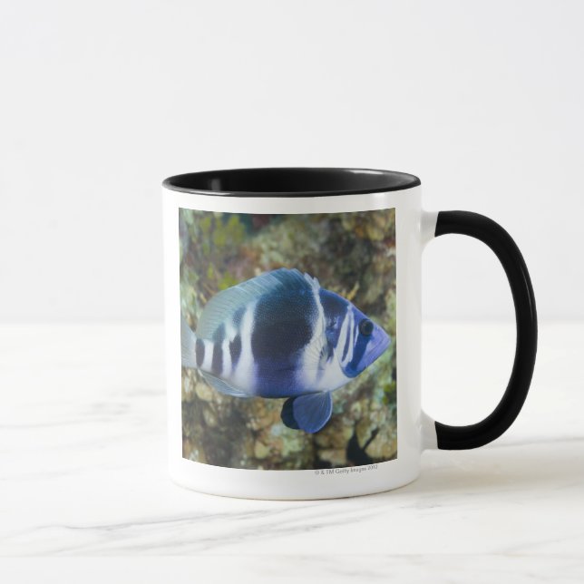 Caneca Vida subaquática, PEIXE:  Índigo Hamlet (Direita)