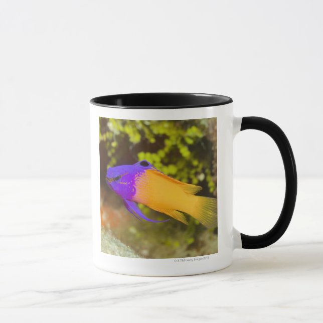 Caneca Vida subaquática, PEIXE:  um Basslet feericamente (Direita)