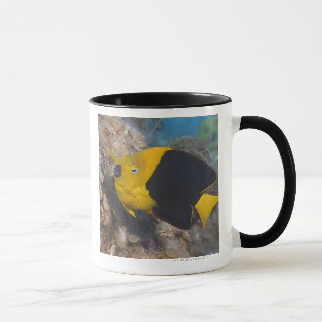 Caneca Vida subaquática, PEIXE:  Uma beleza de rocha (Direita)