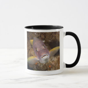 Caneca Vida subaquática; PEIXES: Feche acima do retrato