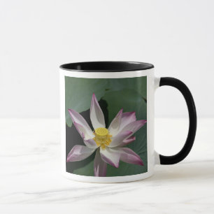 Caneca Vietnã, perto de Saigon) My Tho. Vinh Trang