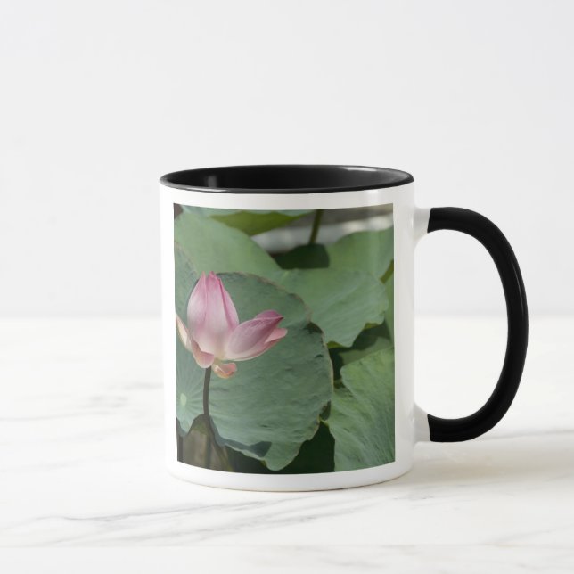 Caneca Vietnã, perto de Saigon) My Tho. Vinh Trang 2 (Direita)