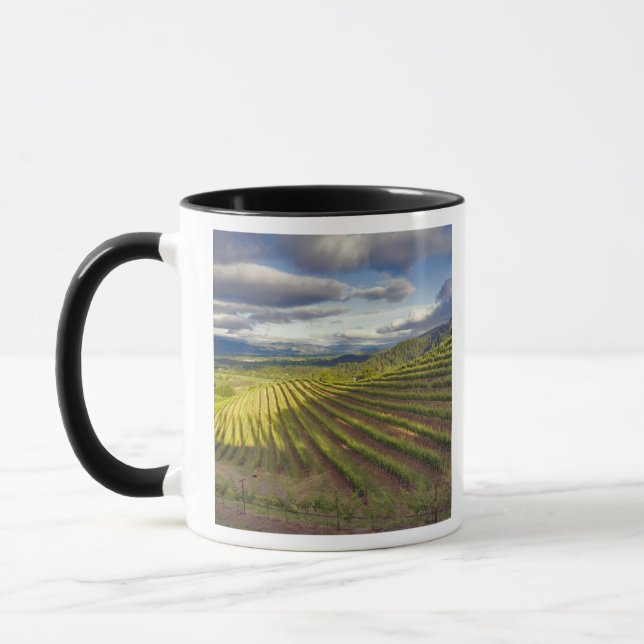 Caneca Vineyard. Vale Napa. Napa. Condado de Napa, (Esquerda)