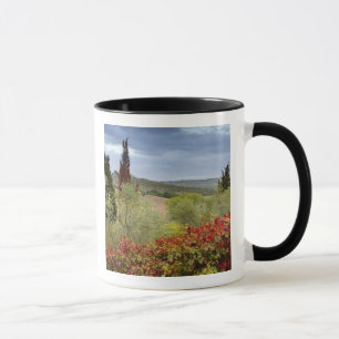 Caneca Vinícola perto de Montalcino, Toscana, Itália