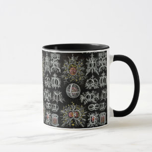 Caneca Vintage Ernst Haeckel Stephoidea