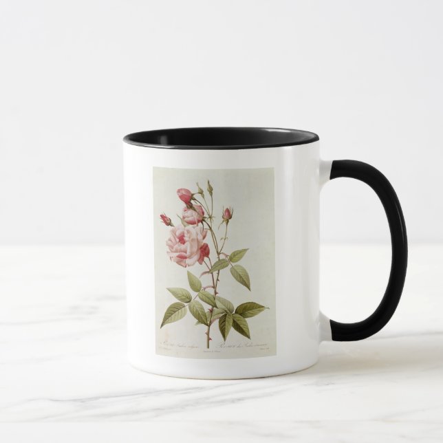 Caneca Vulgar Indica de Rosa, 'dos rosas de Les (Direita)