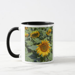 Caneca WA, Condado de Kittitas, Campo de Girassóis