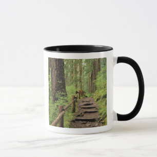 Caneca WA, Olimpiadas NP, Sol Duc Valley, floresta tropic