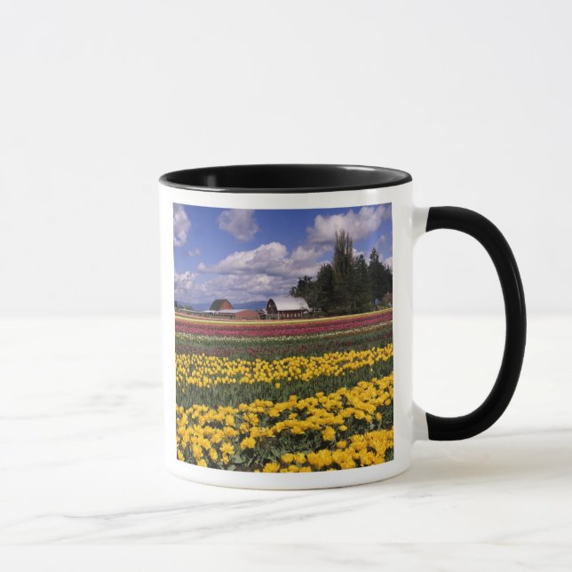 Caneca WA, Skagit Valley, Skagit Valley Tulip (Direita)