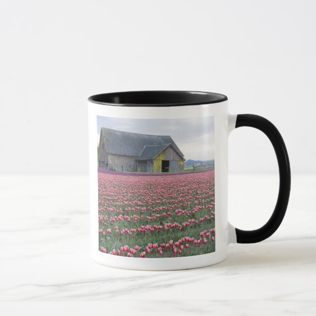 Caneca WA, Skagit Valley, Tulip Field e Barn (Direita)
