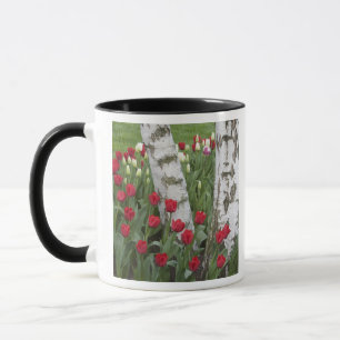 Caneca WA, Vale do Skagit, Jardim de Tulipas Roozengaarde