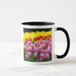 Caneca WA, Vale do Skagit, Jardim de Tulipas Roozengaarde