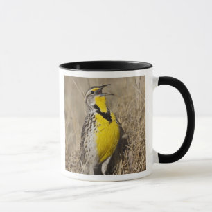 Caneca Western Meadowlark (Strunella neglecta) em
