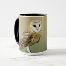 Wildlife Barn Owl Photo