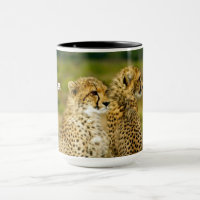 Wildlife Cheetah Photo