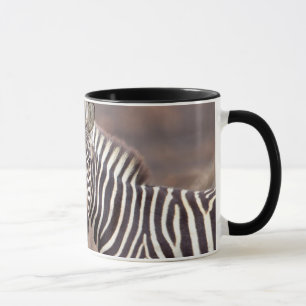 Caneca Zebras-comuns, Parque Nacional Kruger