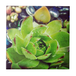 Caneta e Pintinhos