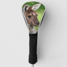 Canguru Pequeno Bonito