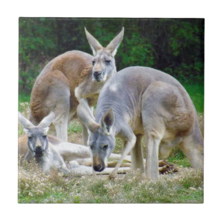 Cangurus australianos que relaxam no Sun
