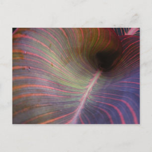 Canna Lily Folha ~ Cartão