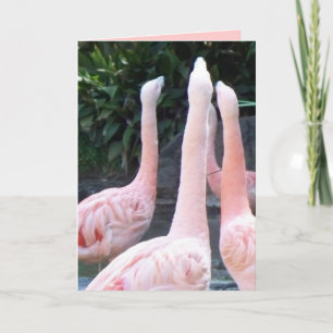 Cantando Flamingos, Cartão de Aniversário