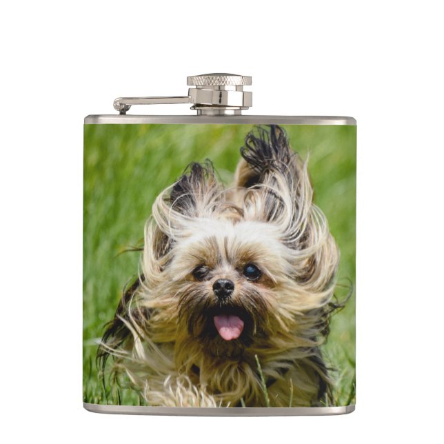 Cantil Adorável Yorkshire Terrier correndo pela grama (Frente)