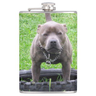 Cantil Adulto Masculino Staffordshire Terrier Pronto Para